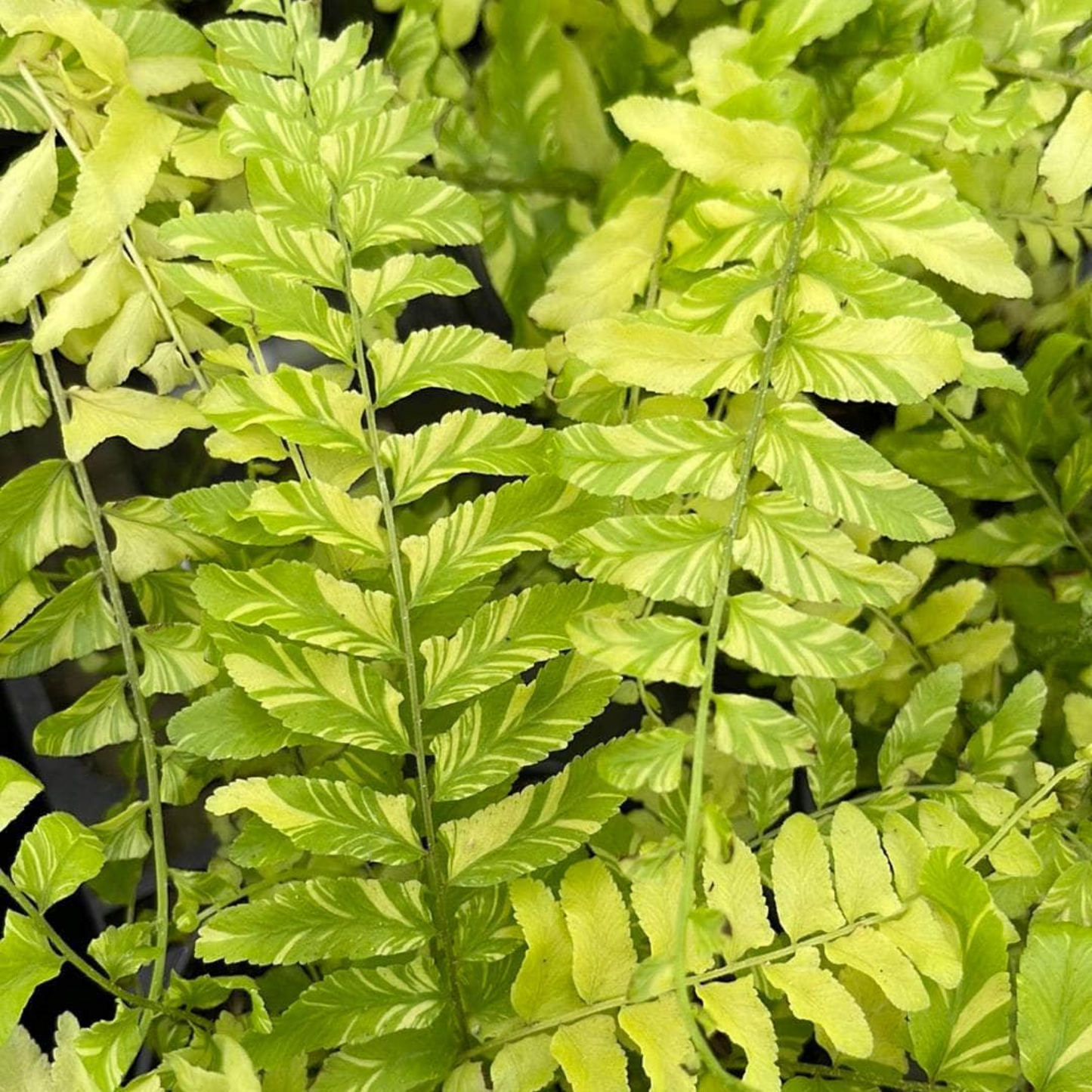 Tiger Fern