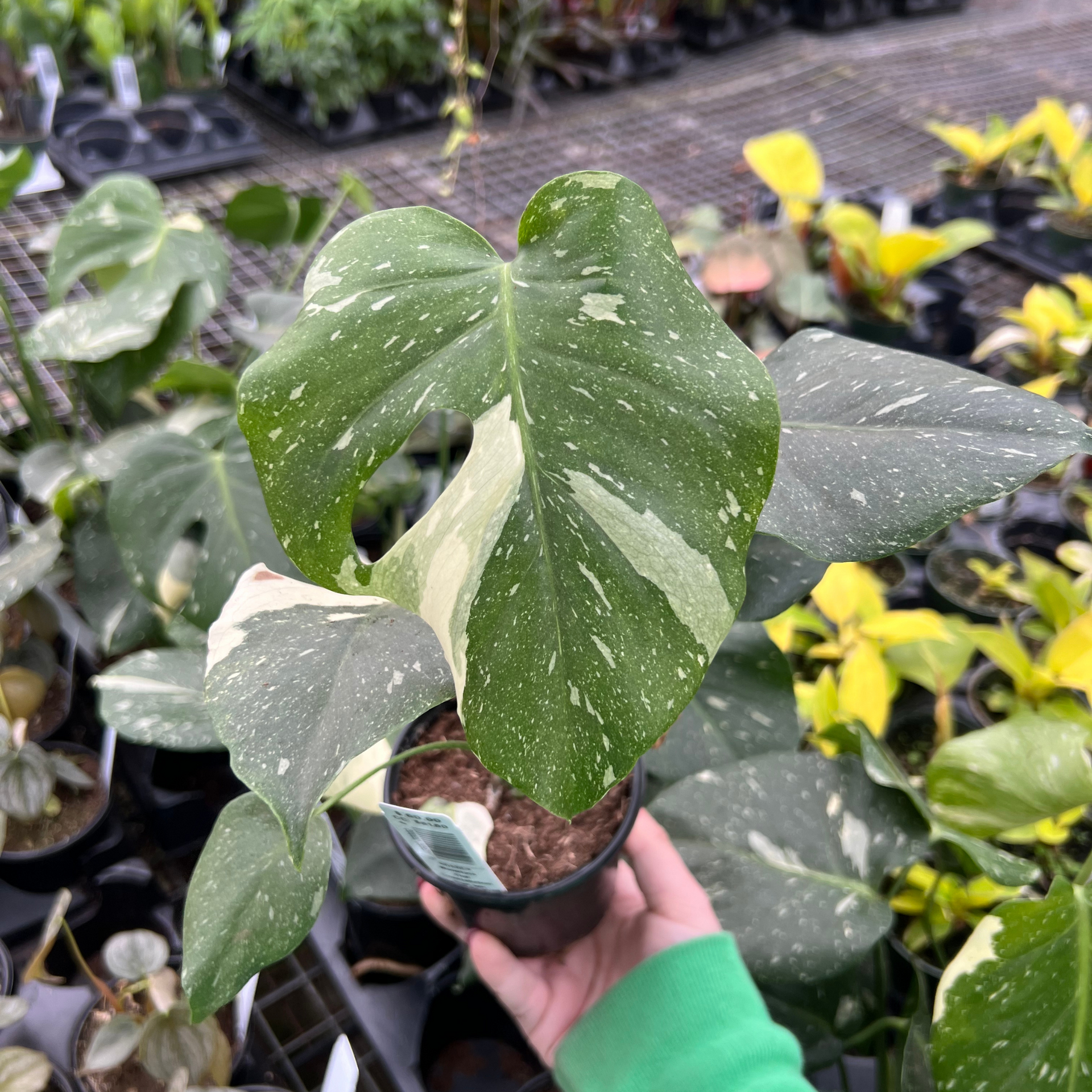 フラワー・ガーデニング Monstera friedrichsthalii フラワー フラワー・ガーデニング Monstera friedrichsthalii フラワー