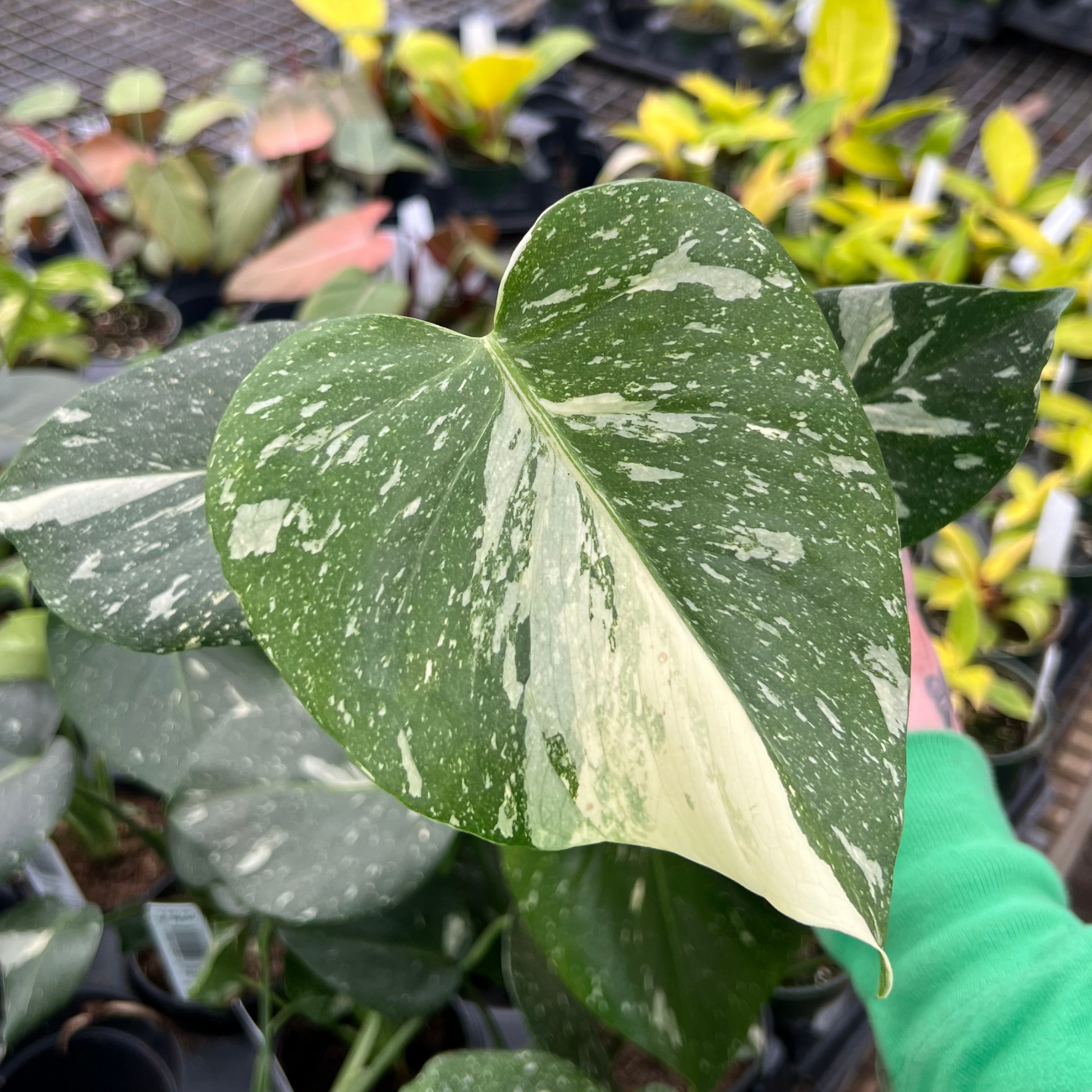 buy monstera thai constellation Monstera