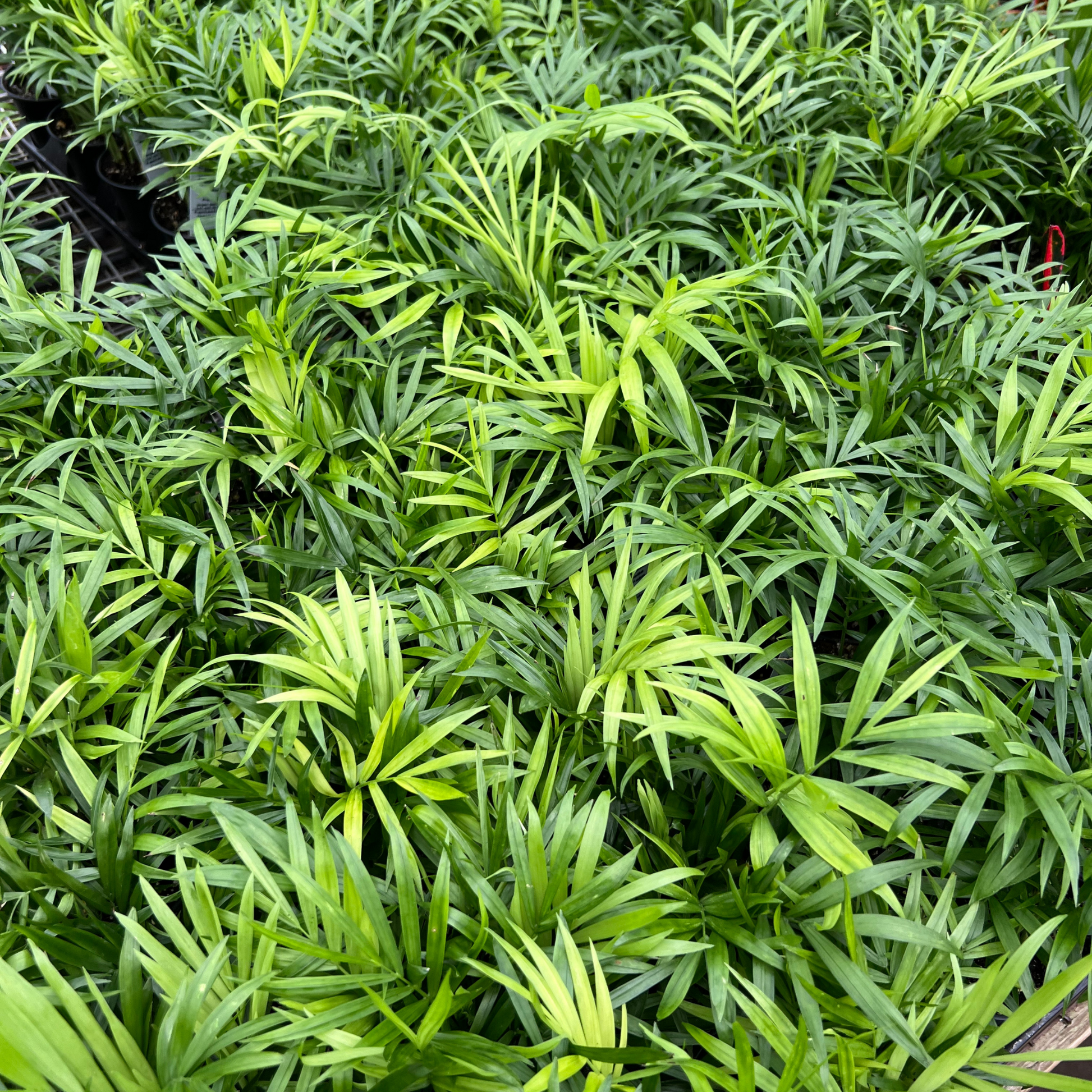 neanthe bella palm plant Neanthe Bella Palm – Fantastic Gardens