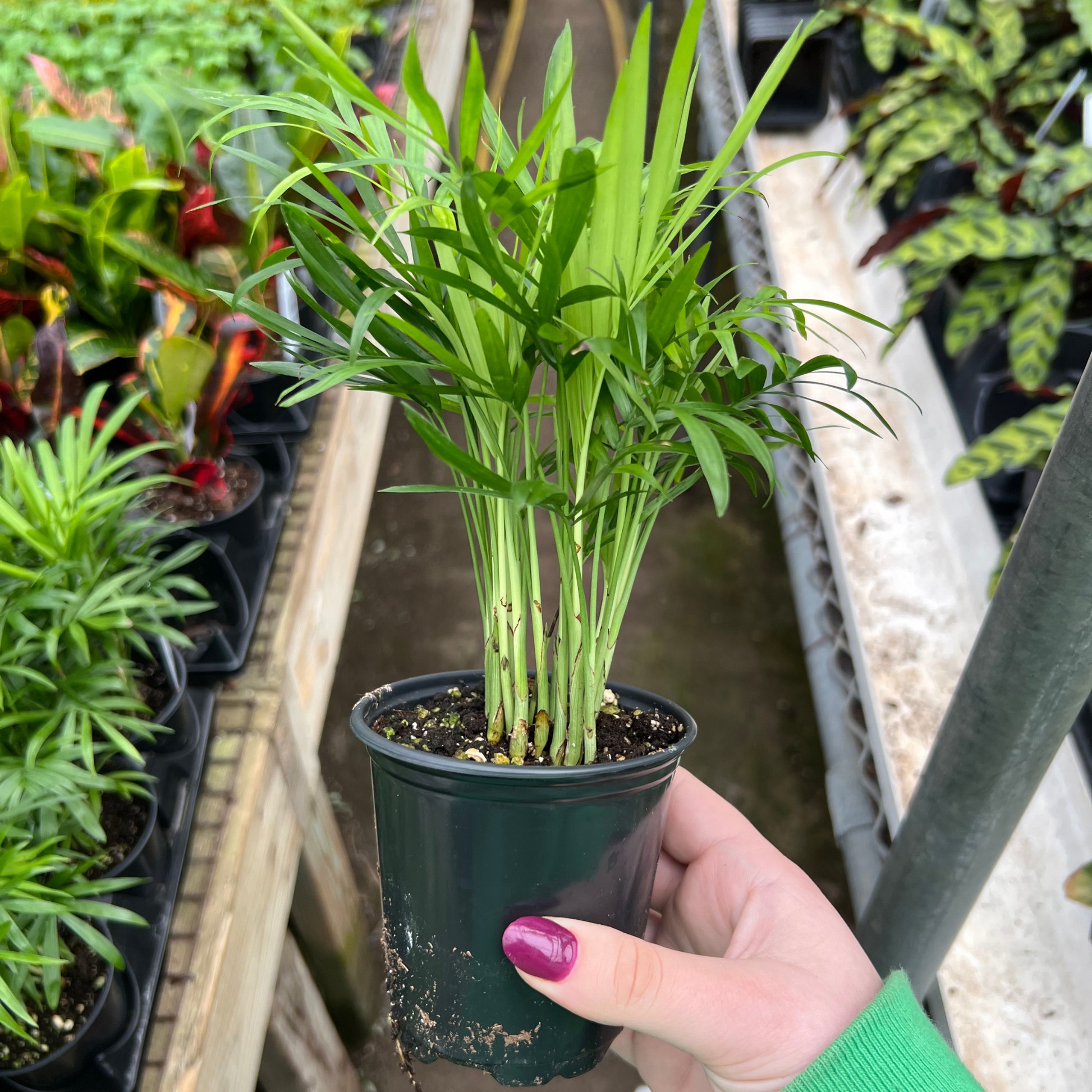 palm bella plant Neanthe Bella Palm – Fantastic Gardens