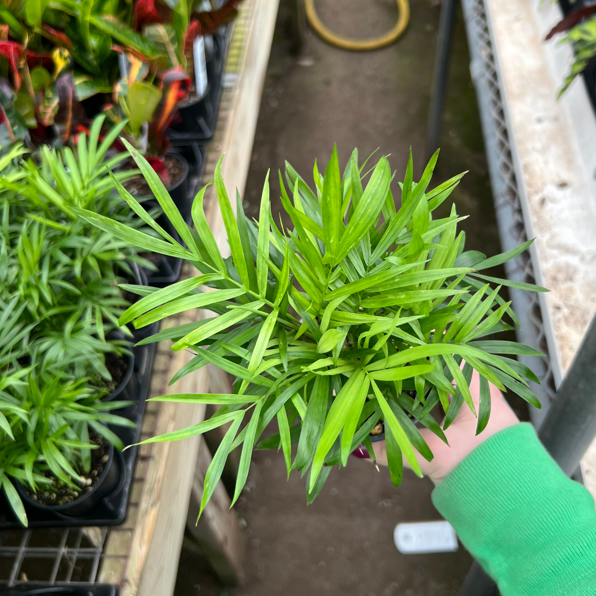 bella palm plant Neanthe Bella Palm – Fantastic Gardens