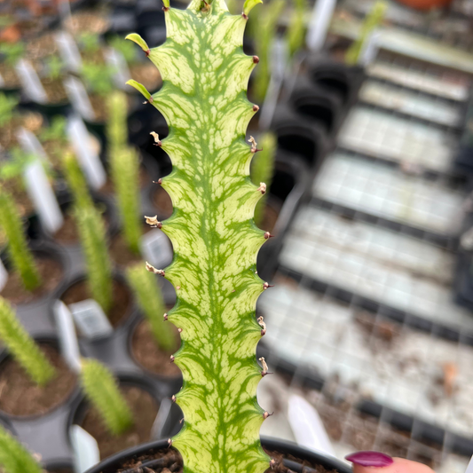 Euphorbia Trigona 'Variegated'