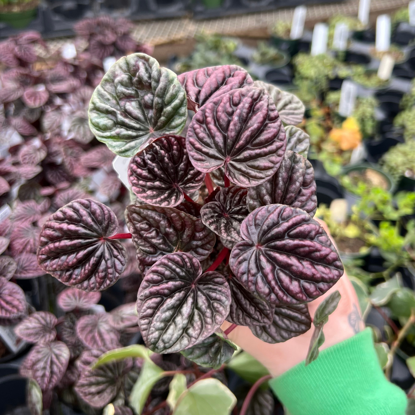 Peperomia 'Red Luna'