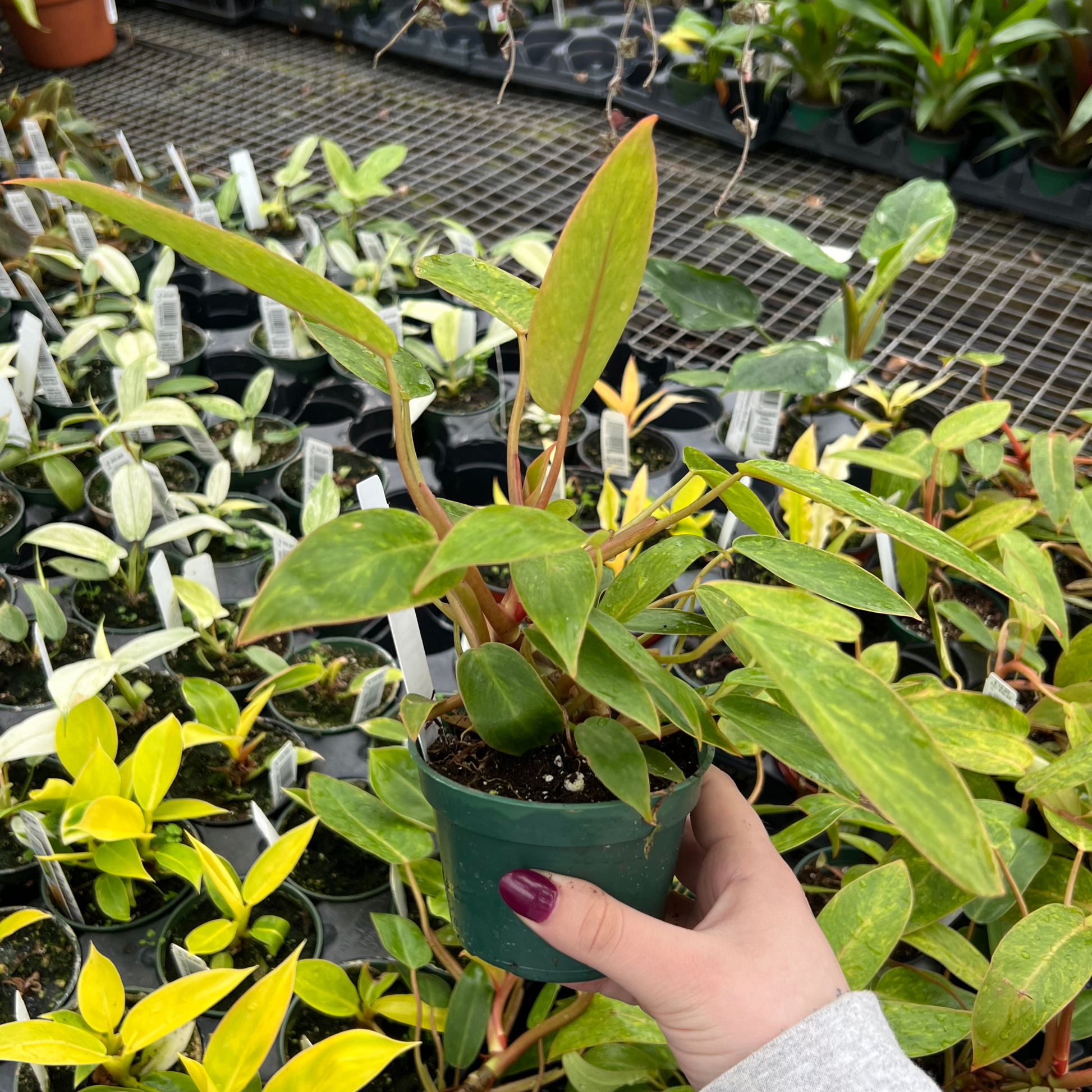 philodendron painted lady plant Philodendron Painted Lady – Fantastic Gardens