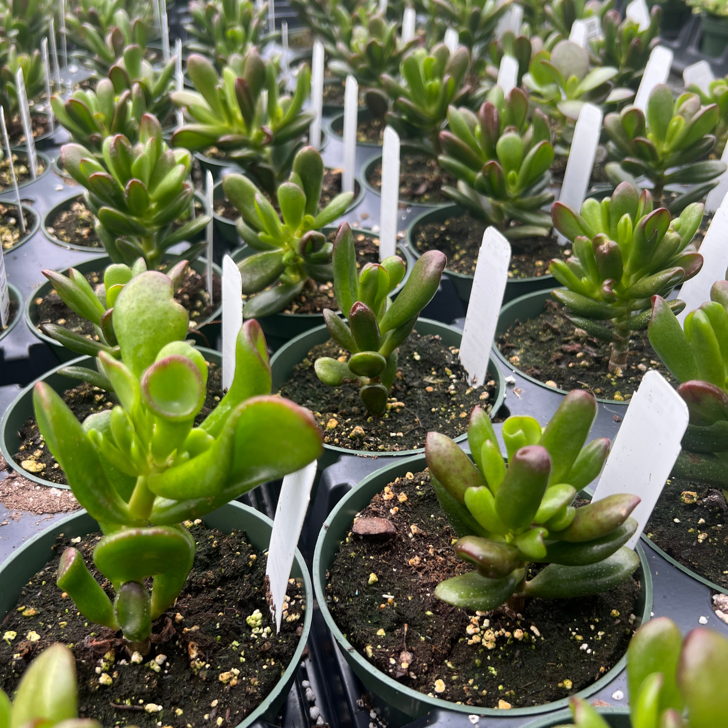 Crassula Jade Portulacea 'Hobbit'