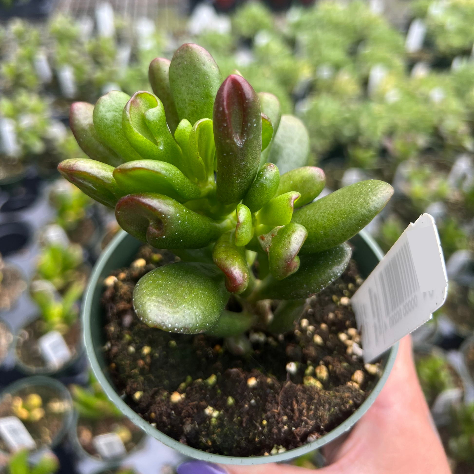 hobbit jade plant Crassula Jade Portulacea 'Hobbit' – Fantastic Gardens