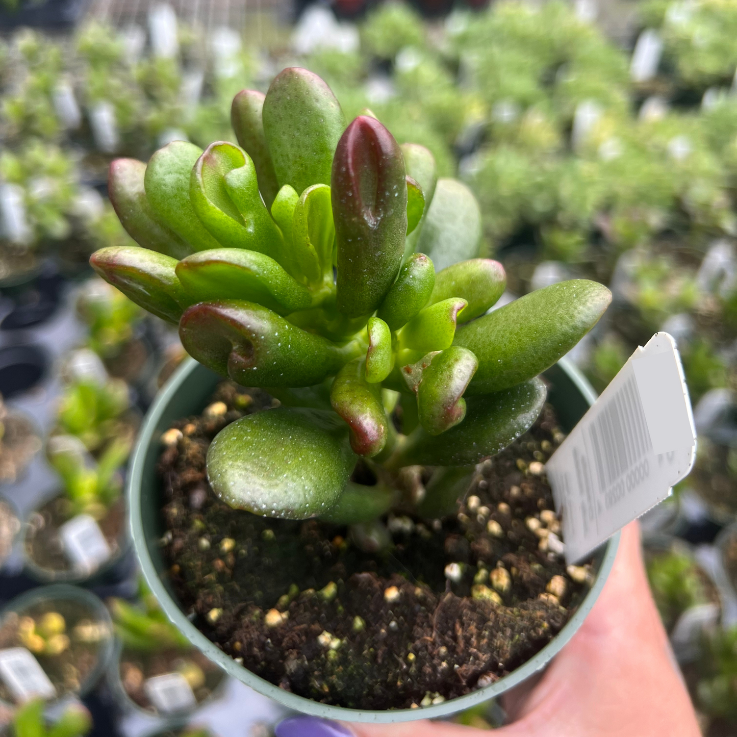 Crassula Jade Portulacea 'Hobbit'