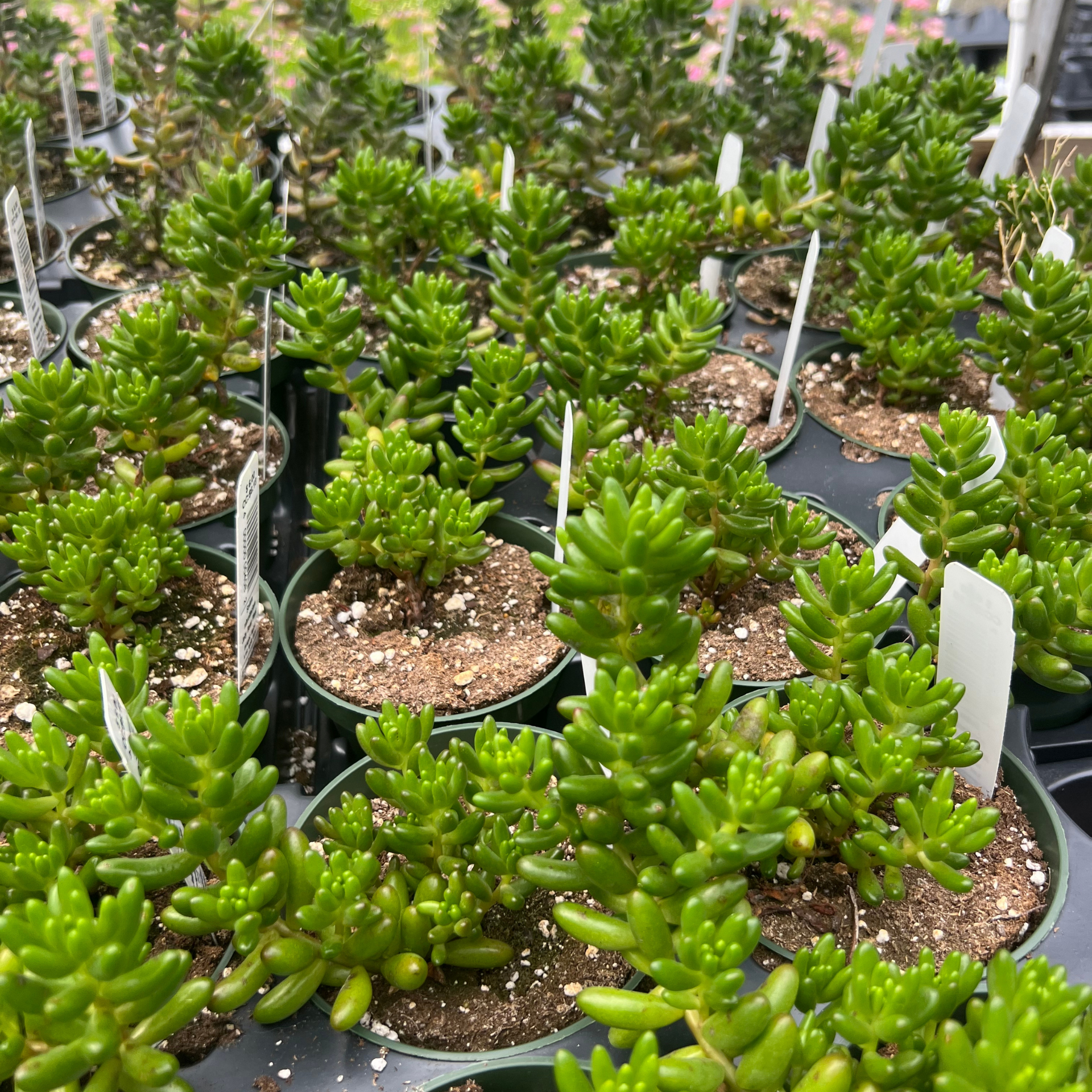 succulent that looks like a green bean Sedum rubrotinctum