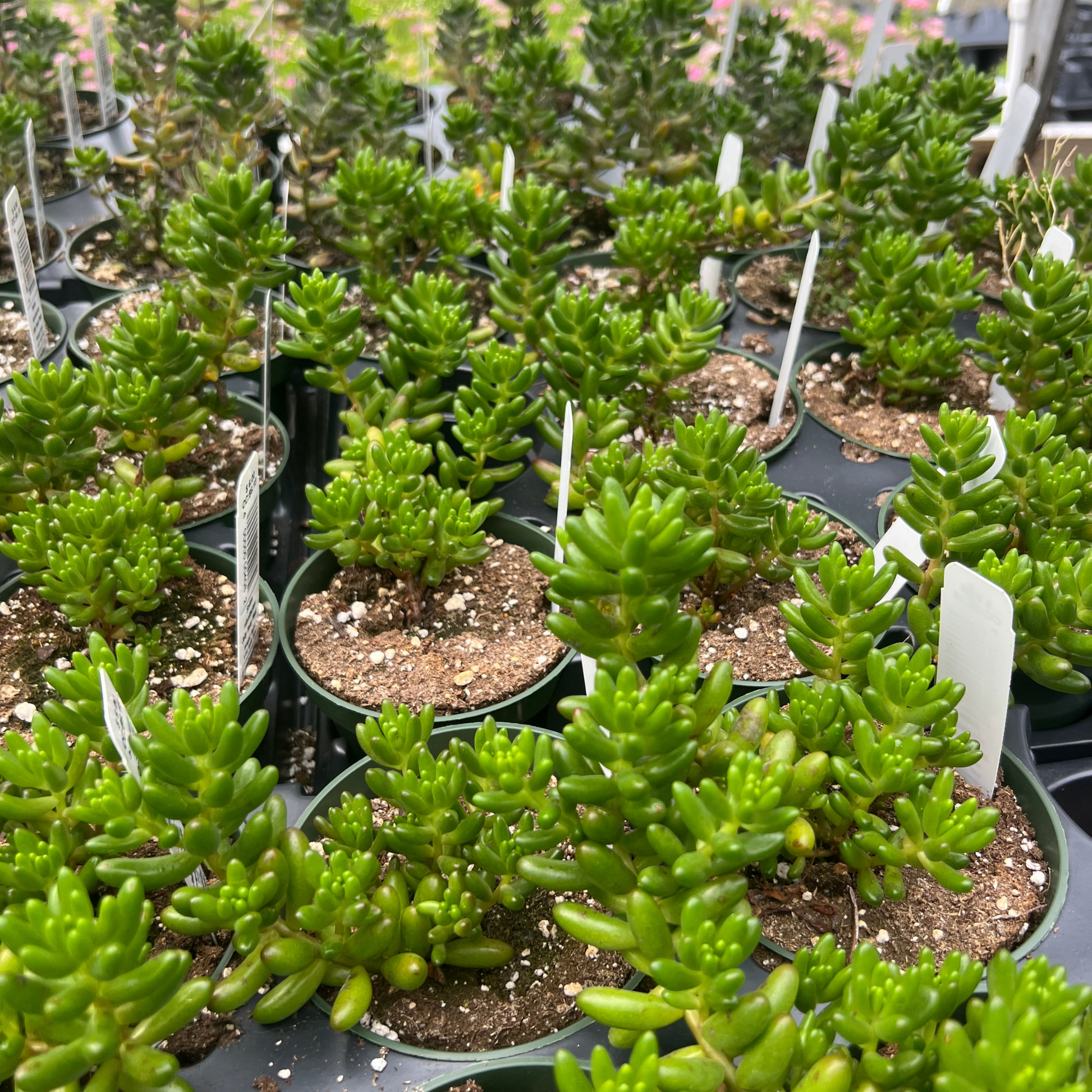 succulent that looks like green beans Sedum rubrotinctum