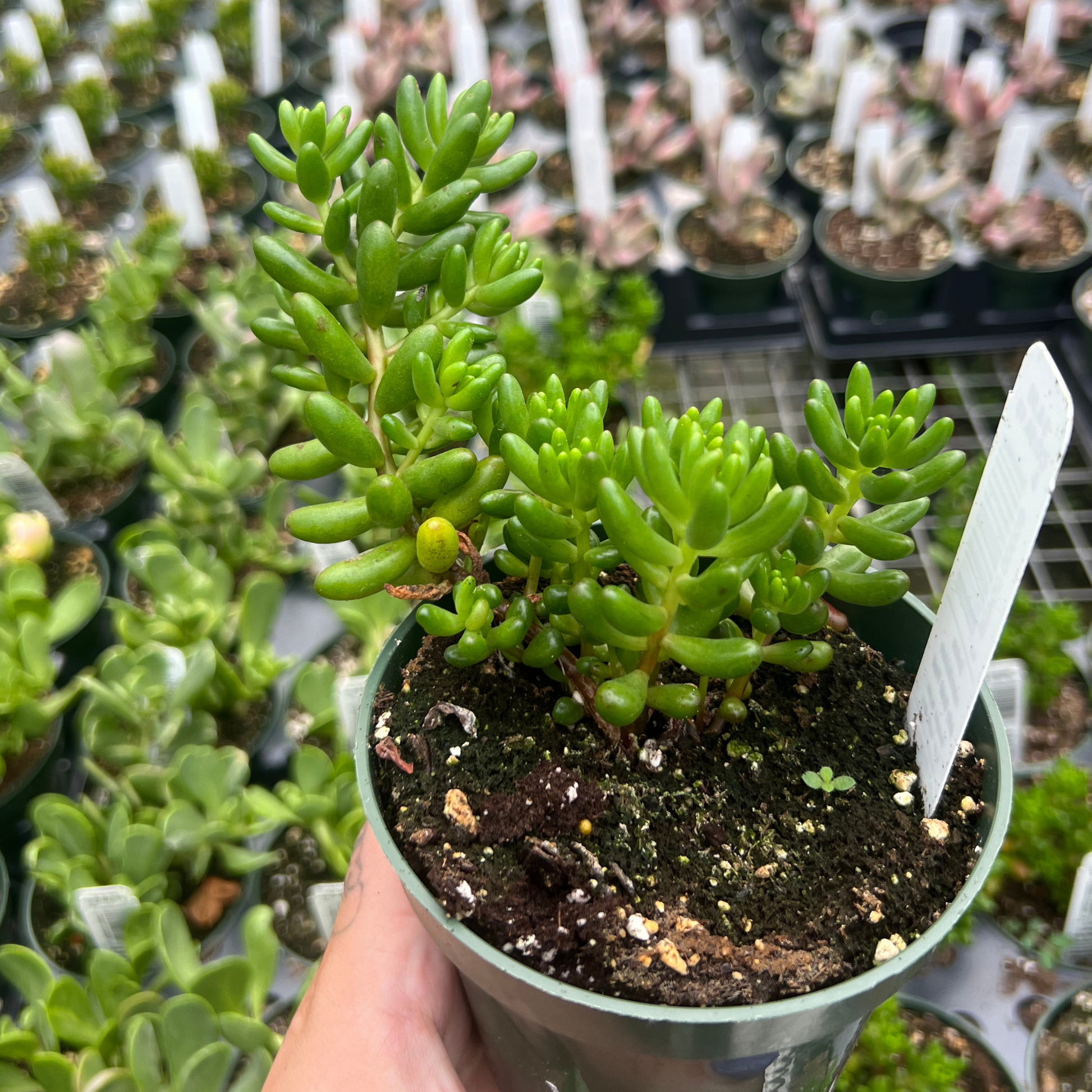 succulent beans Sedum rubrotinctum