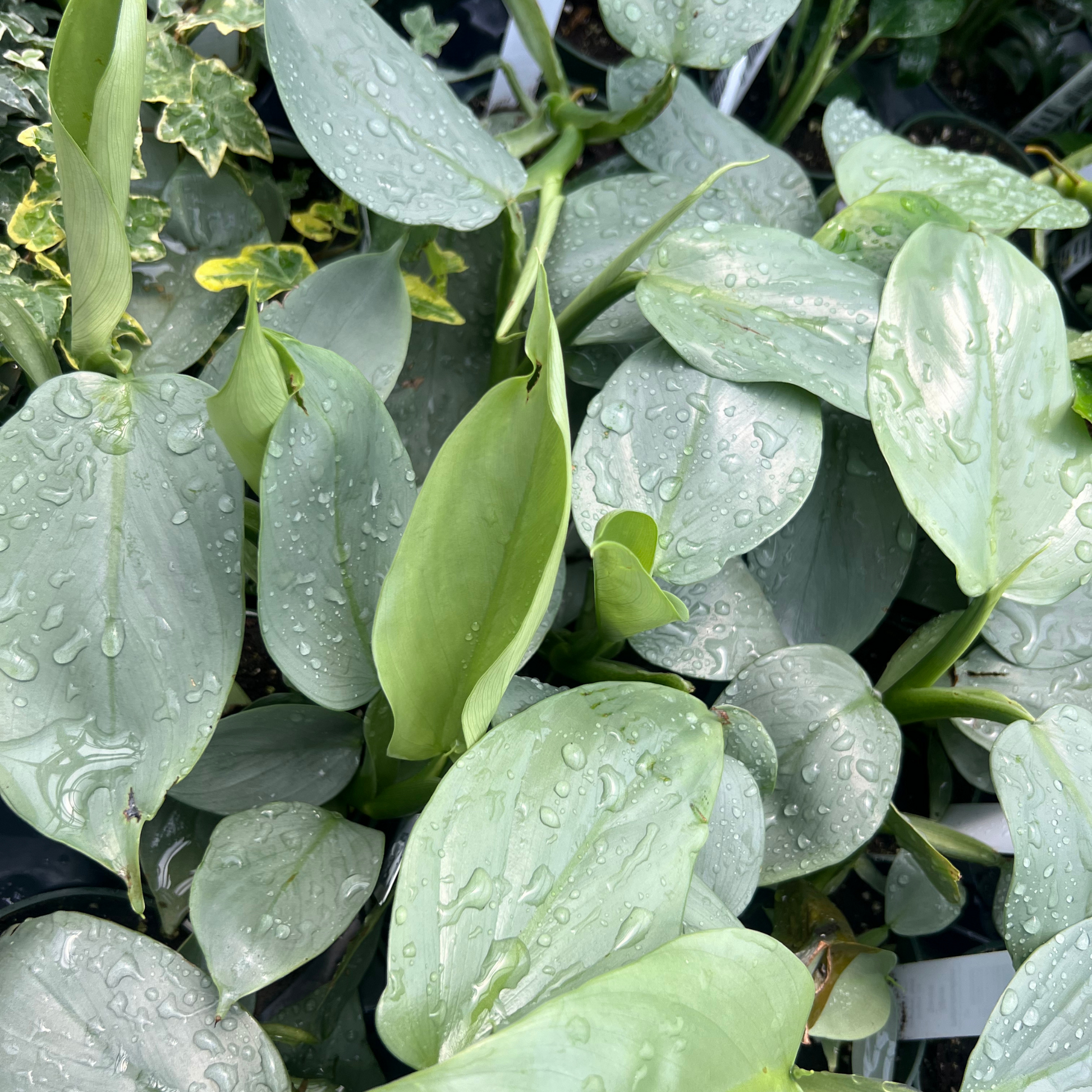 philodendron green sword Wekiva Foliage Silver Sword Philodendron - Live Plant in a 4 in. Pot - Philodendron Hastatum 'Silver Sword'