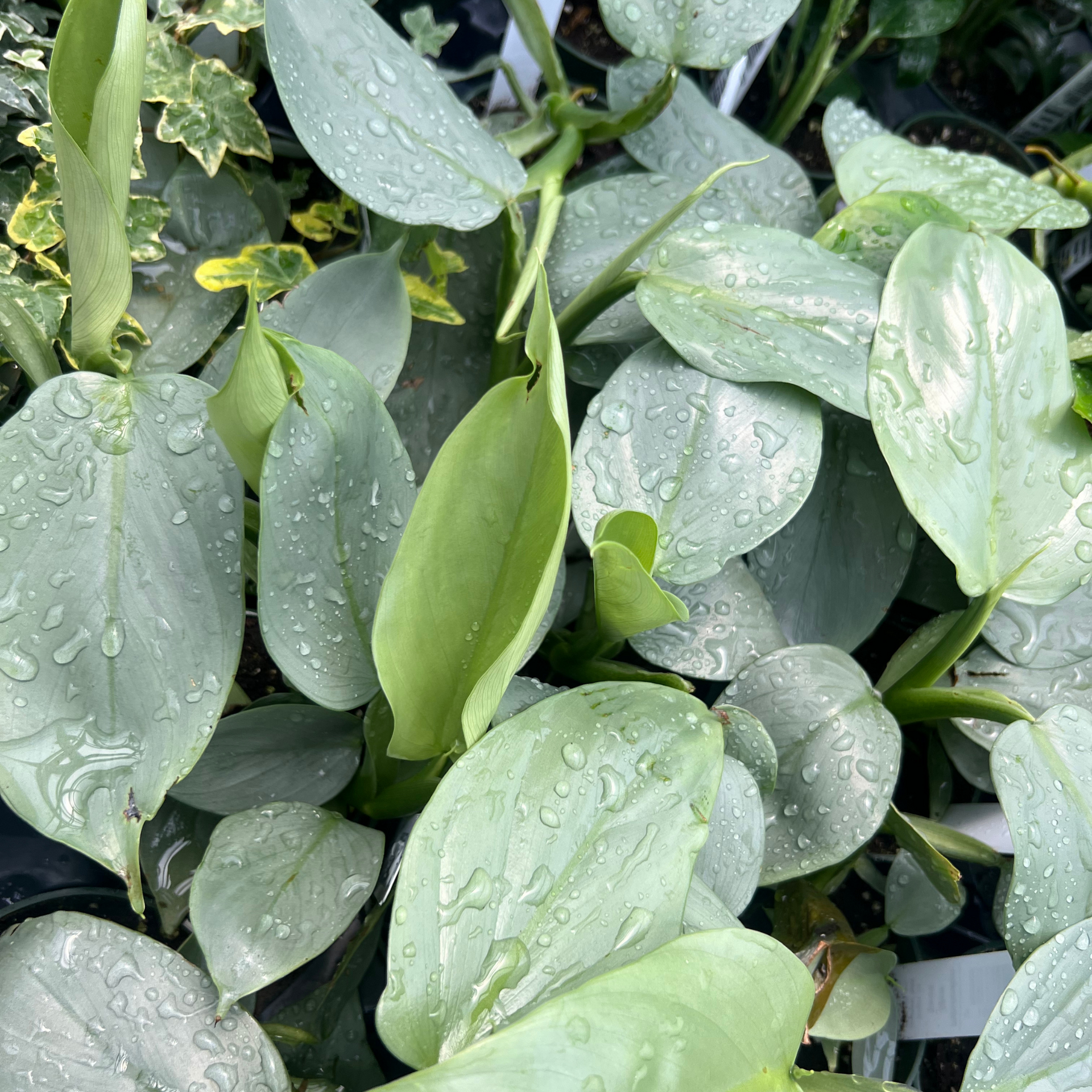 Philodendron 'Silver Sword' – Fantastic Gardens