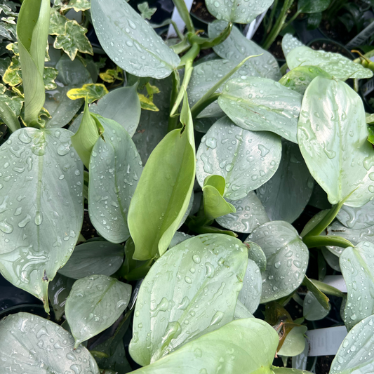 Philodendron 'Silver Sword'