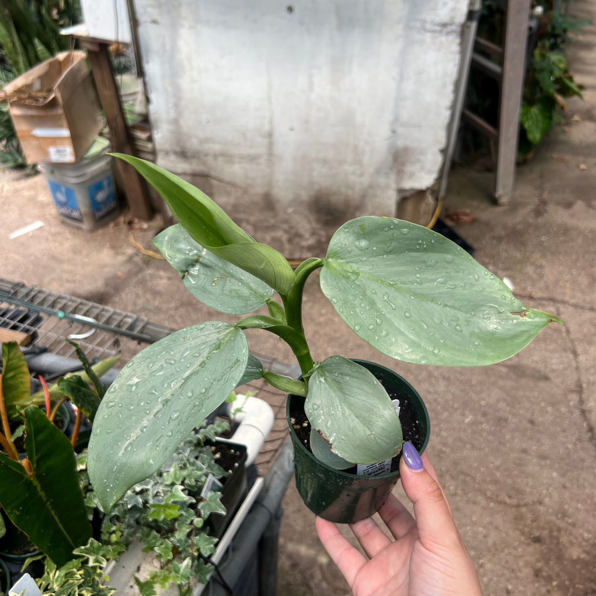 philodendron silver sword buy Wekiva Foliage Silver Sword Philodendron - Live Plant in a 4 in. Pot - Philodendron Hastatum 'Silver Sword'