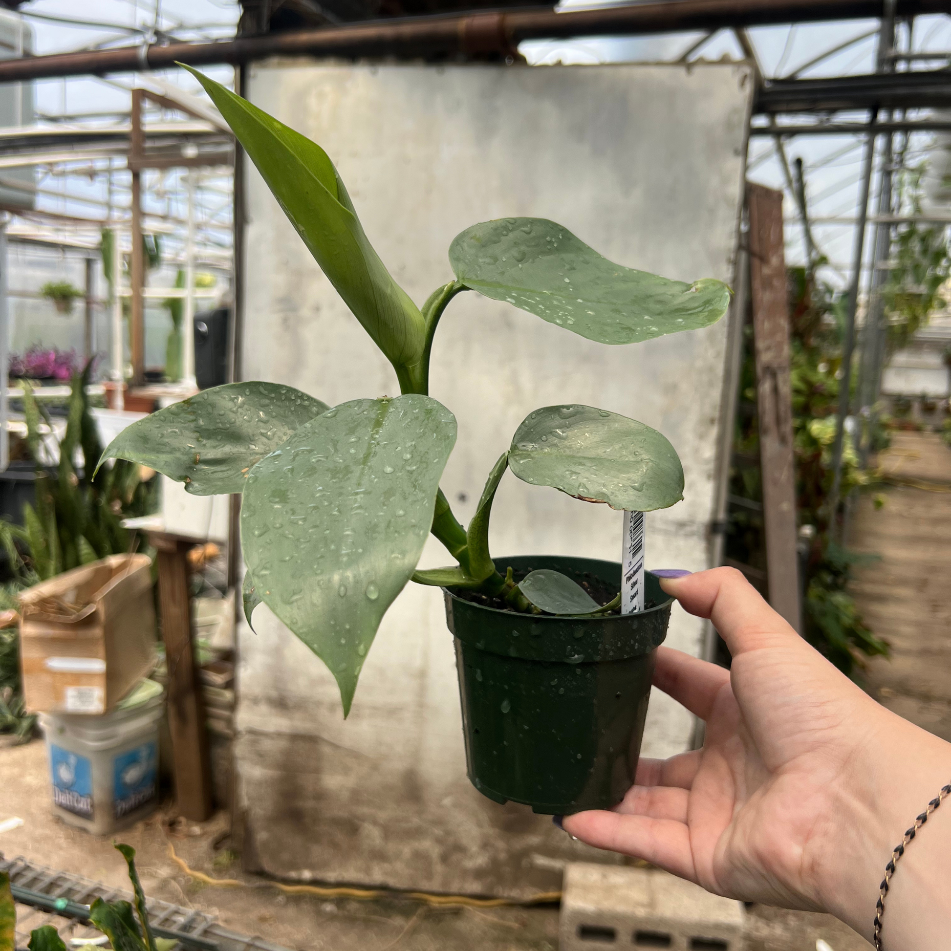 philodendron silver sword humidity Wekiva Foliage Silver Sword Philodendron - Live Plant in a 4 in. Pot - Philodendron Hastatum 'Silver Sword'