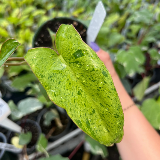 Philodendron Paraiso Verde