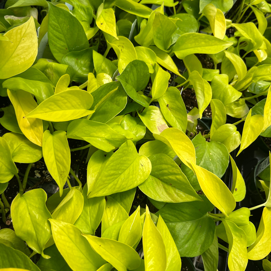 Neon Pothos