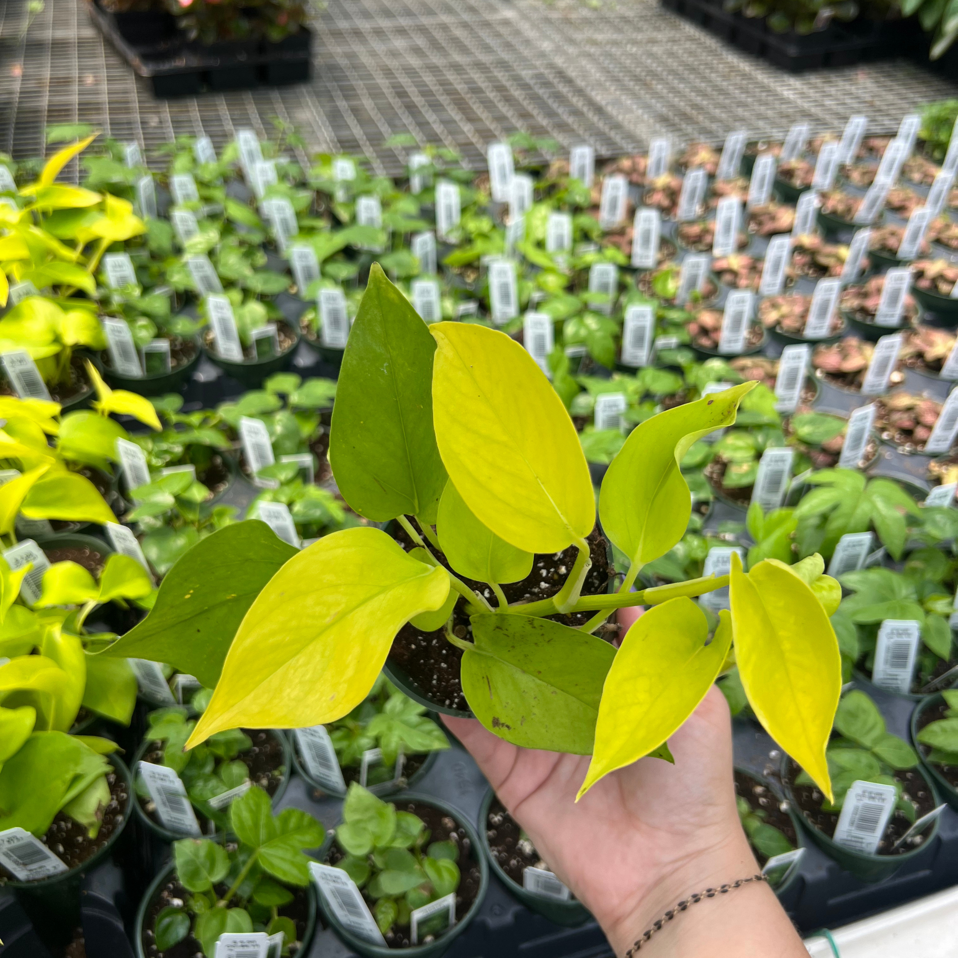 neon pothos outdoors Pothos