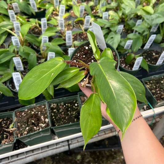 Philodendron squamiferum