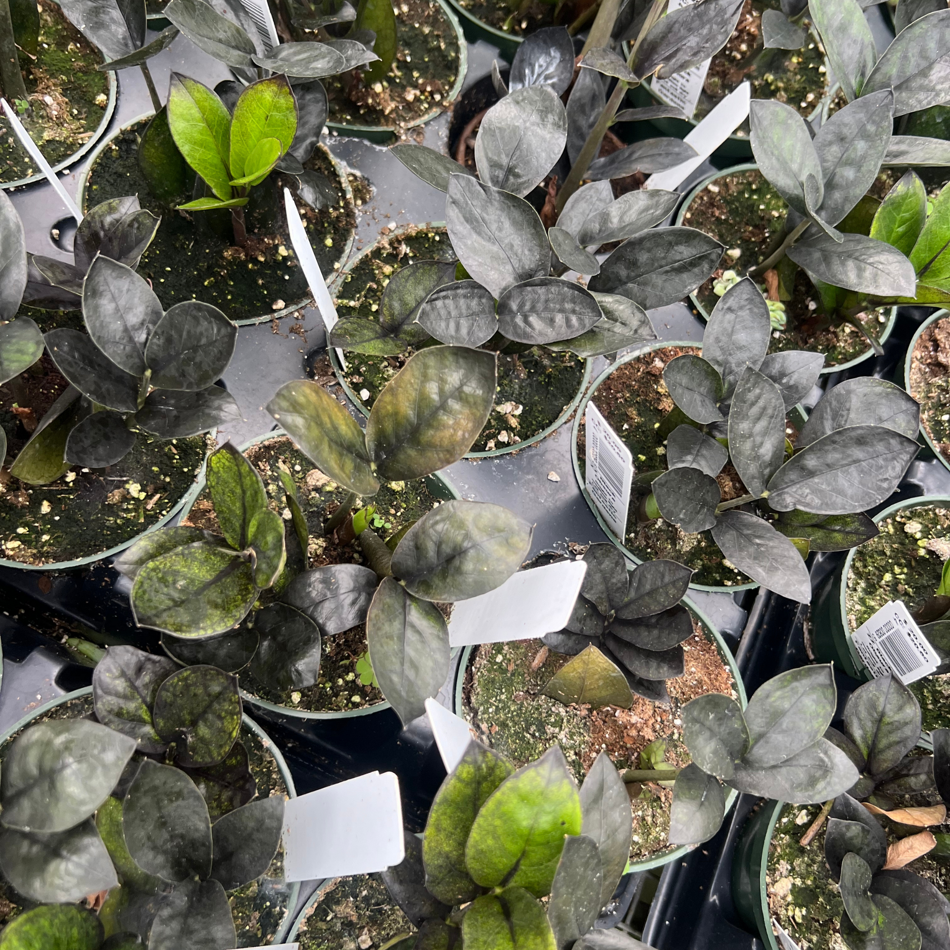black zz plant online ZZ Plant 'Black Oscura' – Fantastic Gardens