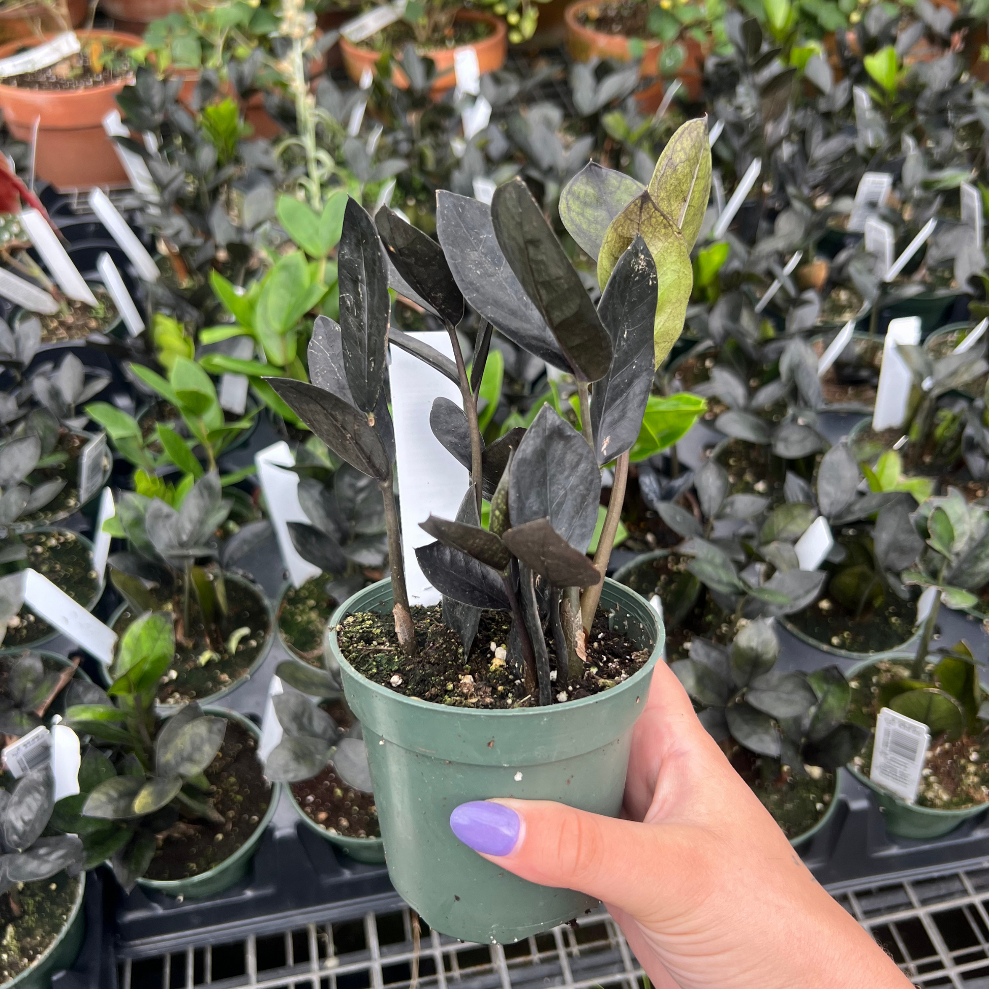 full grown black zz plant ZZ Plant 'Black Oscura' – Fantastic Gardens