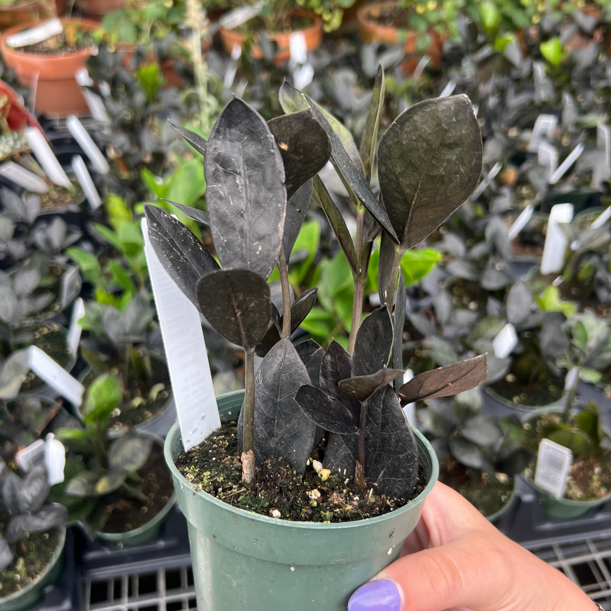 black zz plant online ZZ Plant 'Black Oscura' – Fantastic Gardens