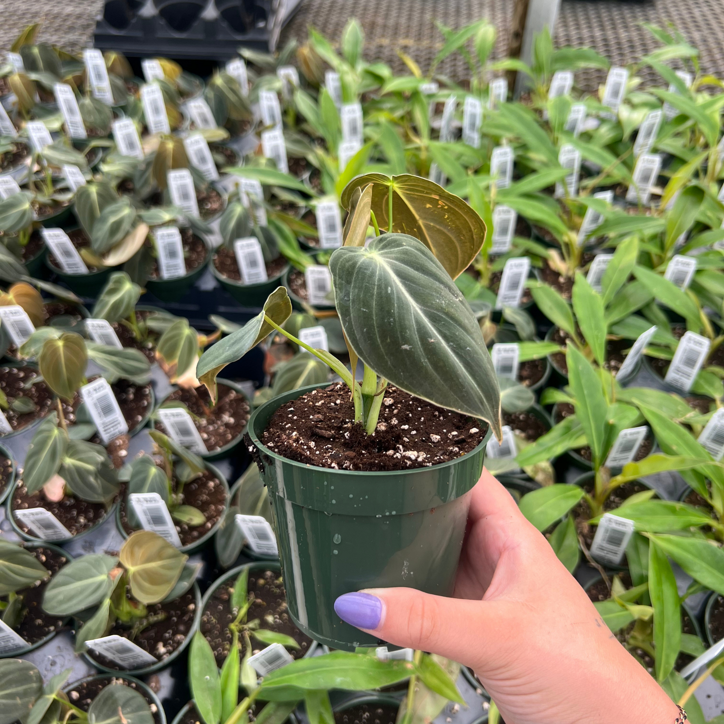 Philodendron melanochysum 'Black Gold'