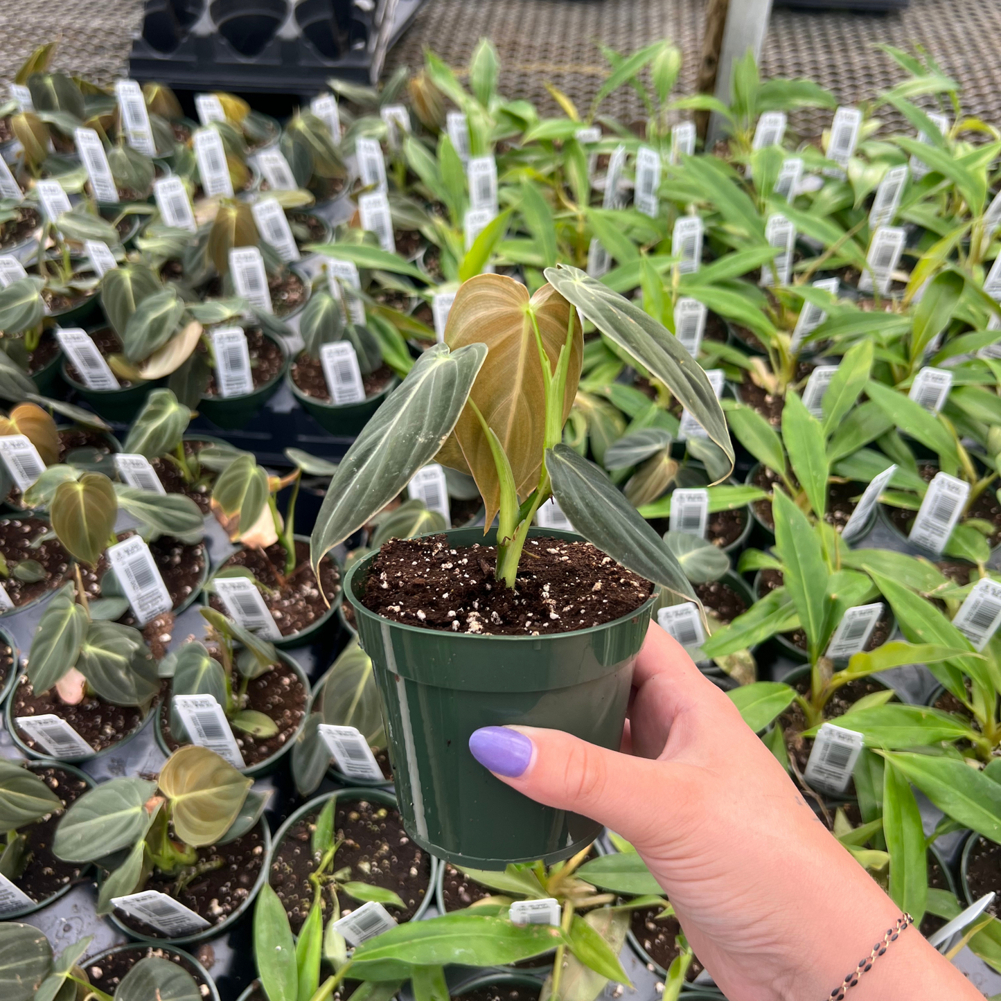 Philodendron melanochysum 'Black Gold'