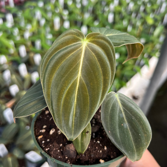 Philodendron melanochysum 'Black Gold'