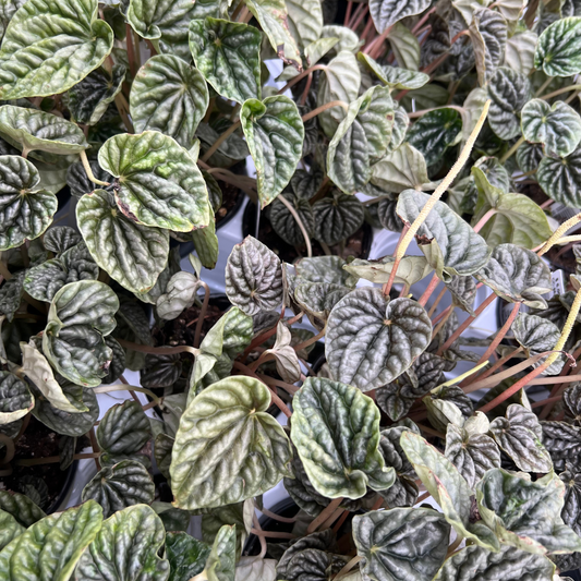 Peperomia caperata 'Grey Luna'