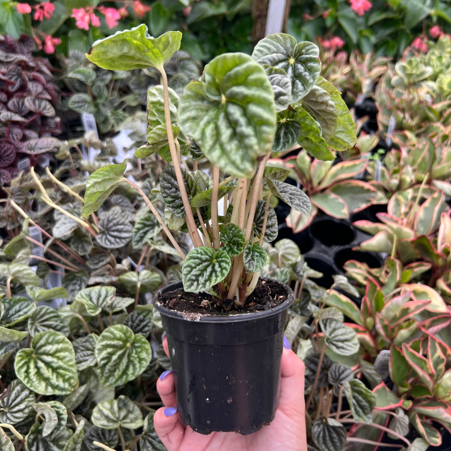 Peperomia caperata 'Grey Luna'