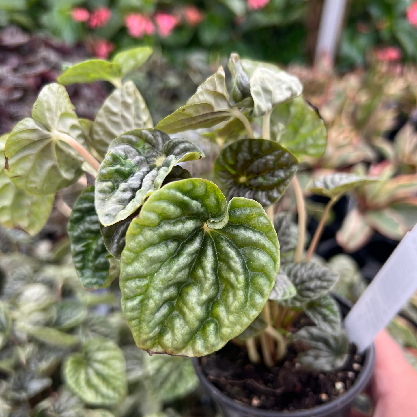 Peperomia caperata 'Grey Luna'