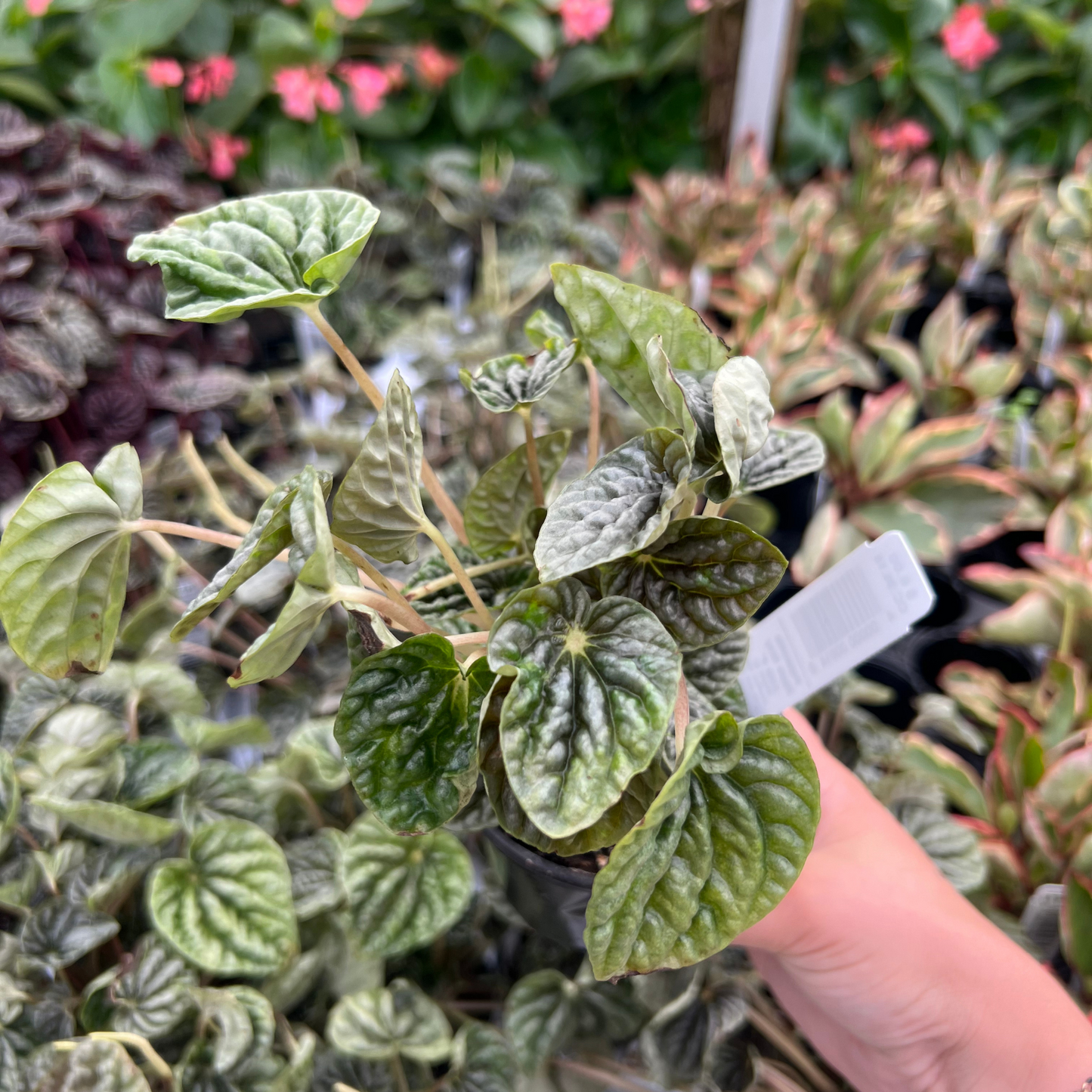 Peperomia caperata 'Grey Luna'