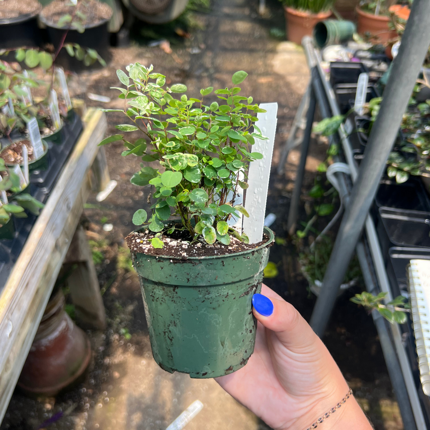 Breynia disticha 'Snowbush'