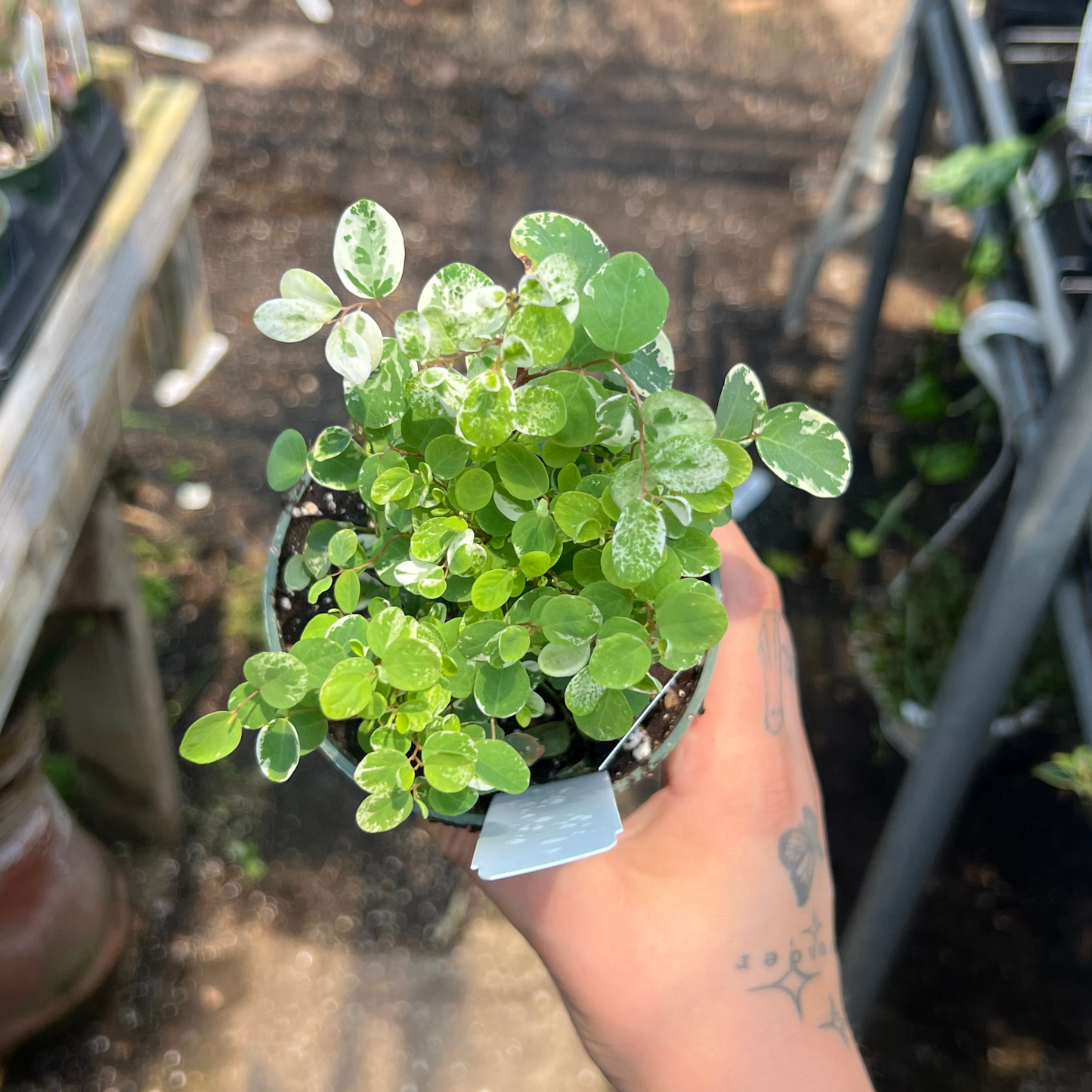 Breynia disticha 'Snowbush'