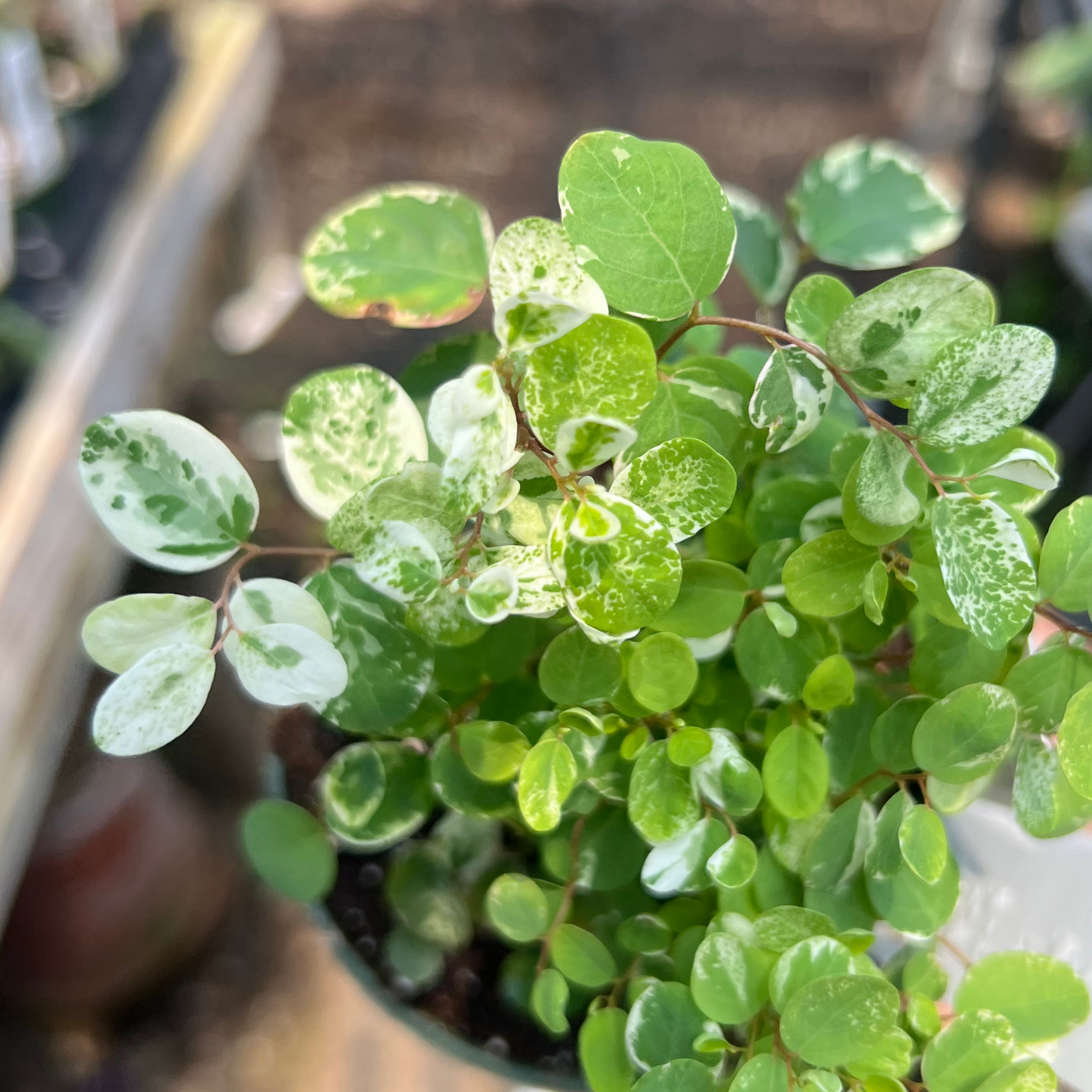 Breynia disticha 'Snowbush'