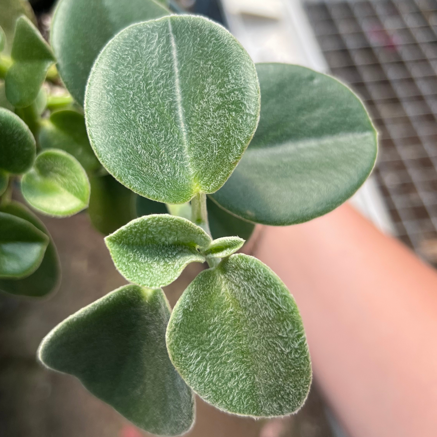 Peperomia incana