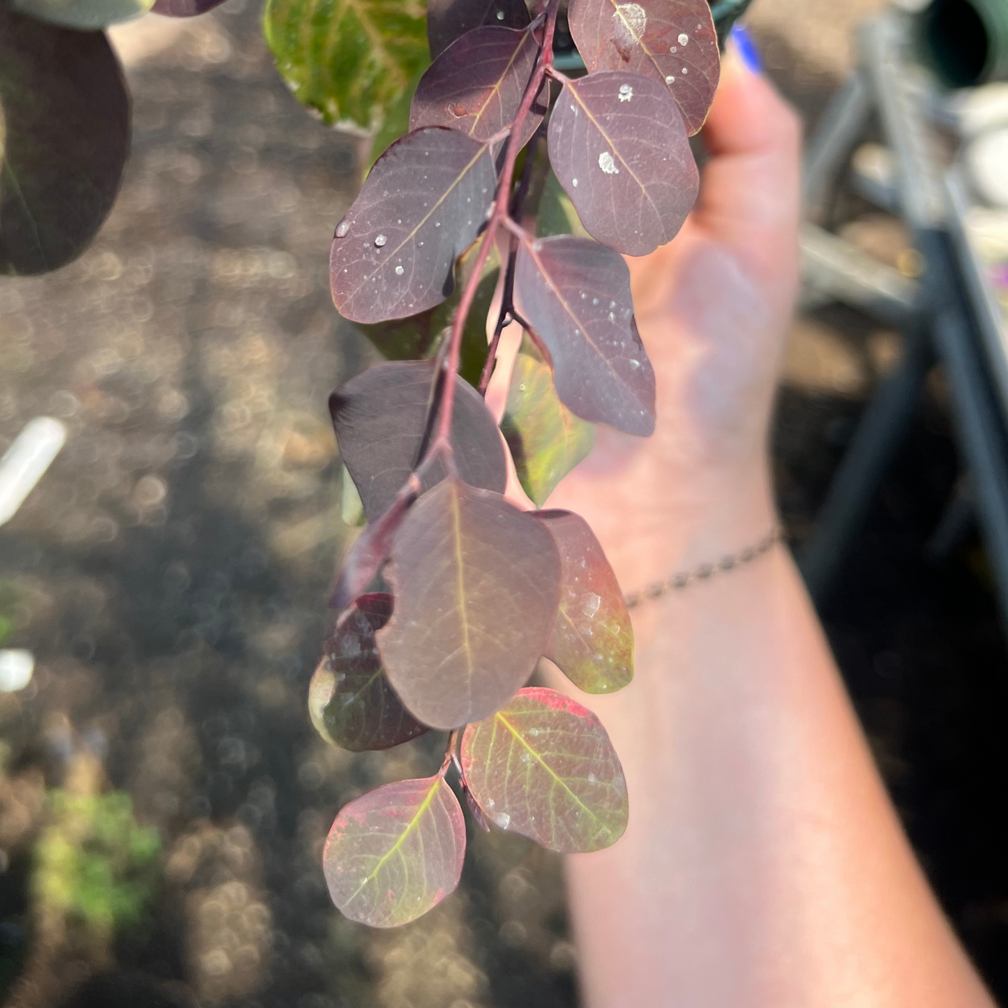 Breynia disticha 'Roseopicta'