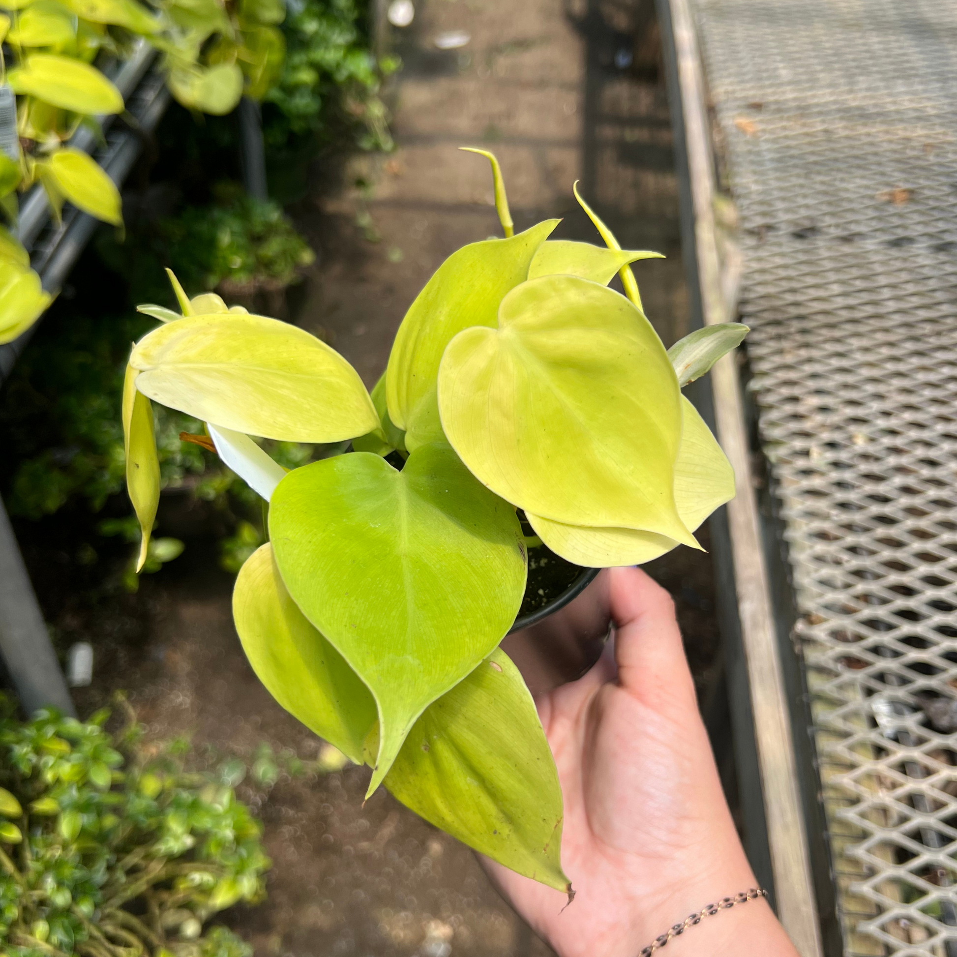 lemon lime.philodendron Philodendron hederaceum 'Lemon Lime'