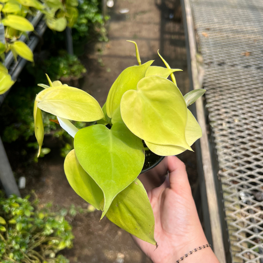 Philodendron hederaceum 'Lemon Lime'