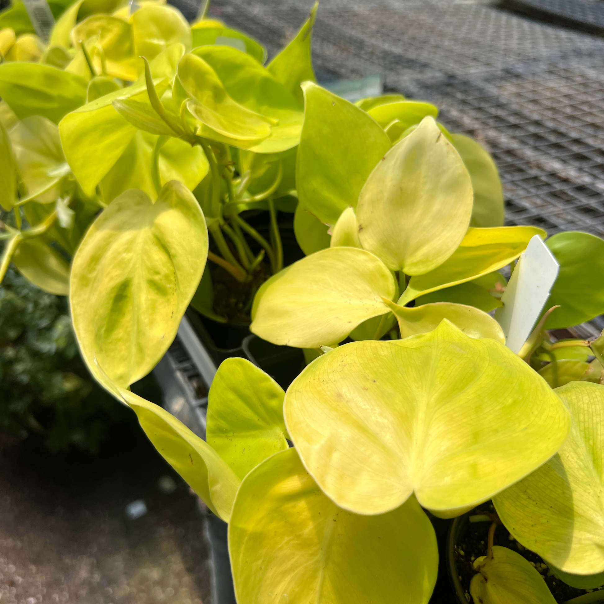 lemon lime vining philodendron Philodendron hederaceum 'Lemon Lime'