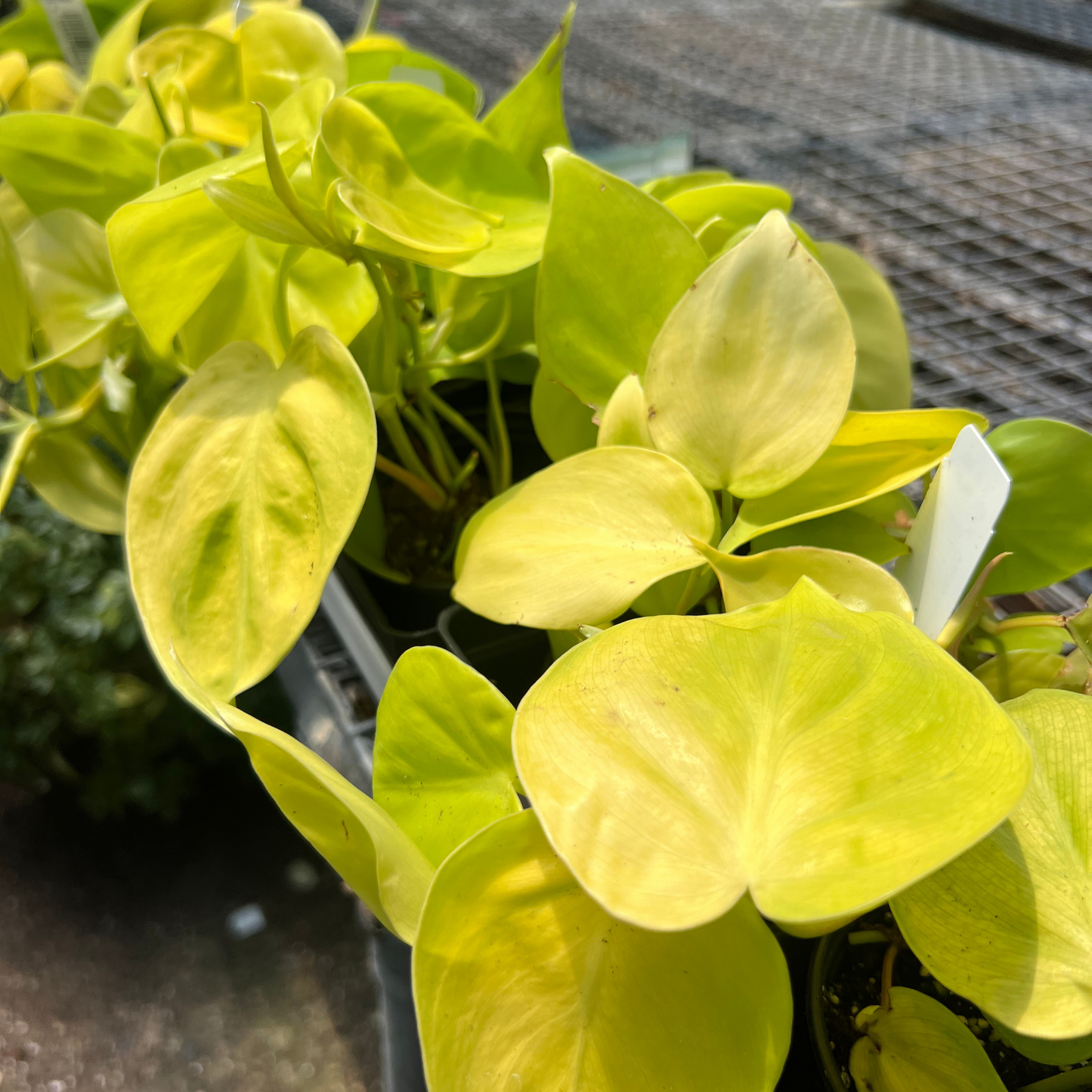 Philodendron hederaceum 'Lemon Lime'