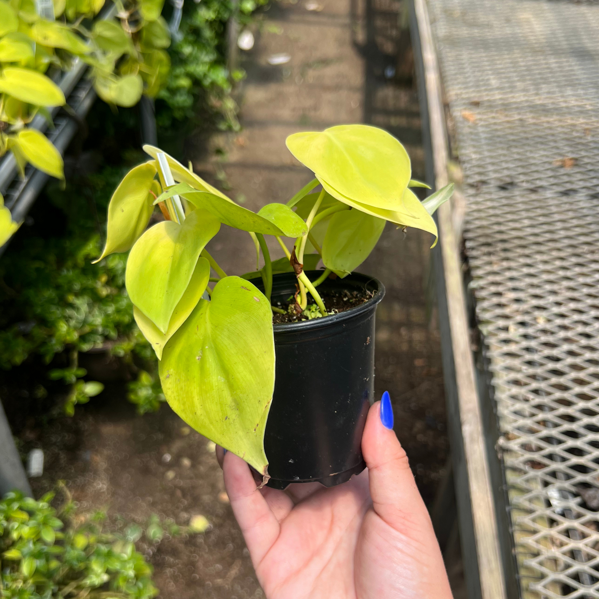 philodendron cordatum lime Philodendron hederaceum 'Lemon Lime'