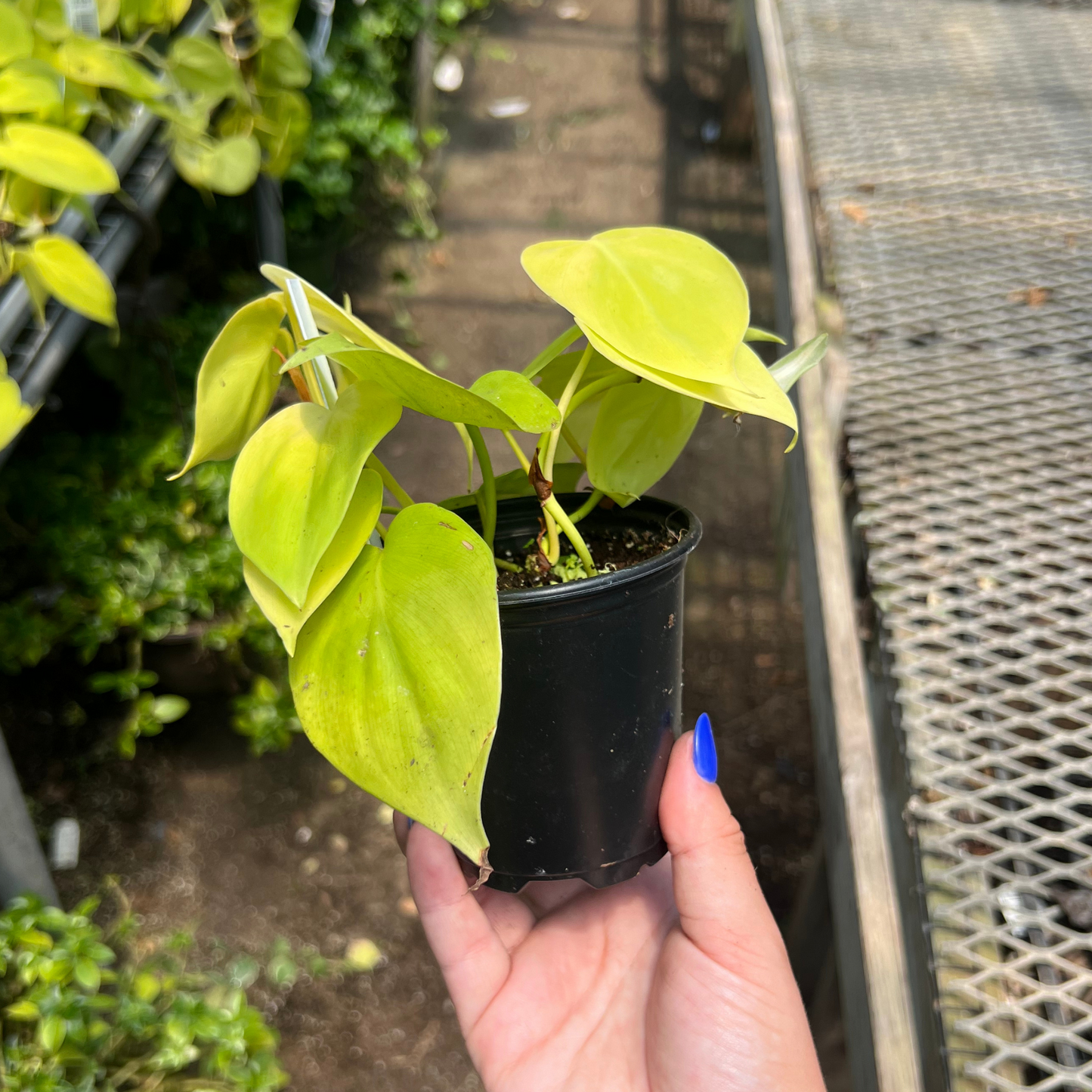 Philodendron hederaceum 'Lemon Lime'