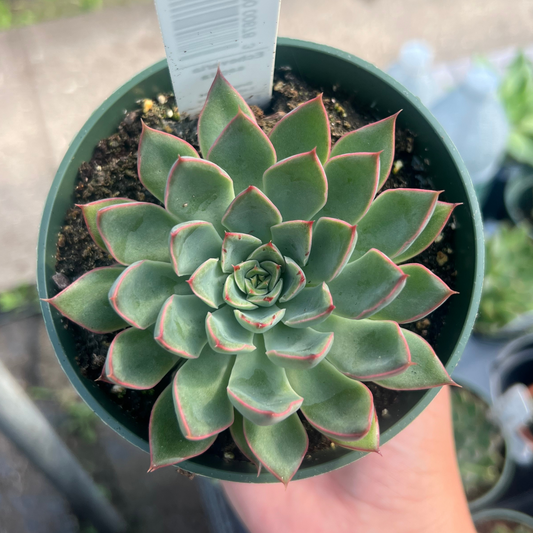 Echeveria 'sagitta'