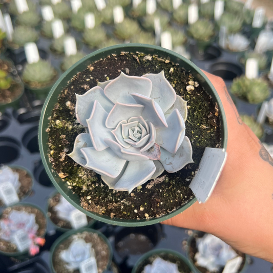 Echeveria 'Pollux'