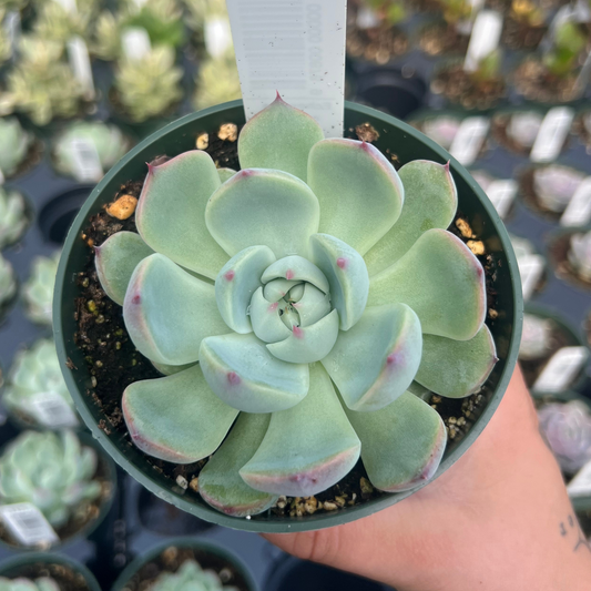 Echeveria 'colorata'