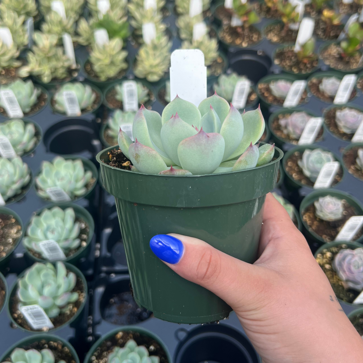 Echeveria 'colorata'