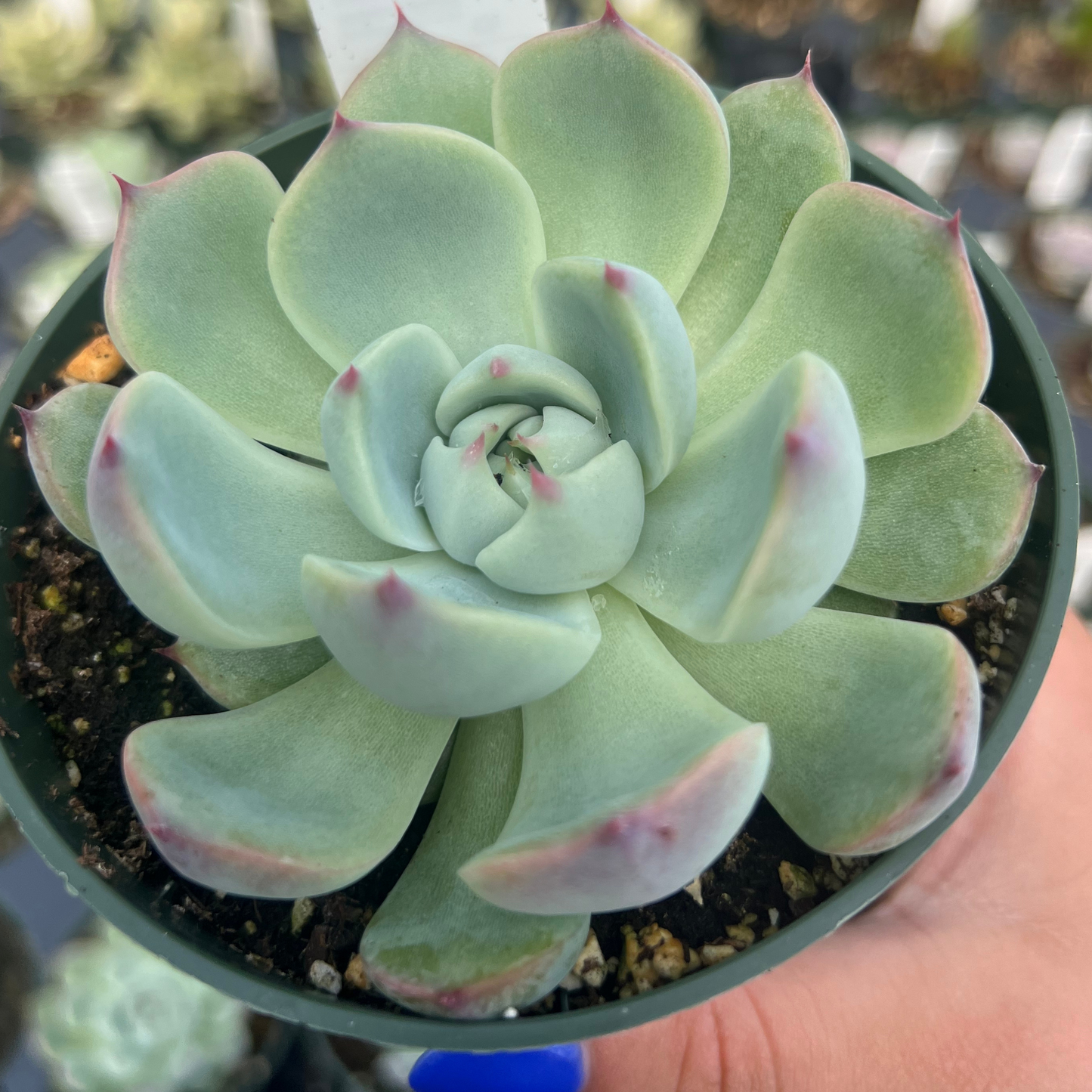 Echeveria 'colorata'